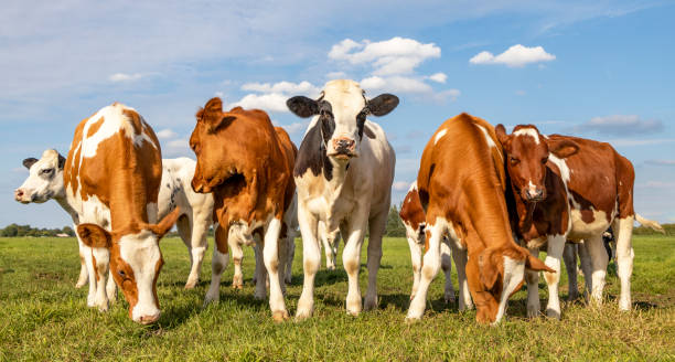 Types of Cattle for Your Farm